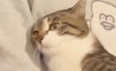 『膝から落ちそうになった猫』をしっかりと抱っこしてあげた結果…尊す…