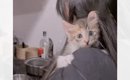 台風の日に子猫を保護して『3日目』になると…肩から全然離れない『尊…