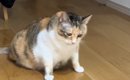 真剣な顔をして床を見つめている猫→次の瞬間…爆笑必至の『まさかすぎ…
