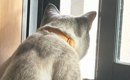 窓辺で外を眺める猫が『小さな子供みたい』と思っていたら…『後ろ』か…