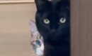 2年ぶりに『実家に帰省』→愛猫たちと再会した結果…『まさかの光景』が…