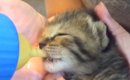 道路脇で鳴いていた赤ちゃん猫を保護→生後１週間をすぎると…涙が出る…
