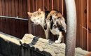 35度を超える猛暑日に『フラフラと歩くガリガリの野良猫』を保護…家で…