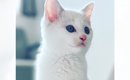 子猫時代は真っ白だったのに……成長したら？→完全に想定外な『変化』に…