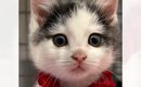 あどけない表情の『アイラインが特徴的な子猫』→成長すると…美しすぎ…