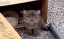 看板の上で鳴き続けていた『ガリガリの子猫』→しばらく様子をみていた…