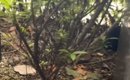 犬の散歩中に『カラスの鳴き声』と『子猫の鳴き声』が聞こえて…探した…