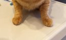 猫が『メイクした飼い主』を見た結果…完全に『警戒態勢になった様子』…