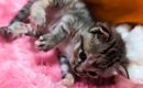 生まれつき後ろ足が内側を向いていて『自力で歩けなかった保護子猫』…