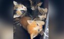 母猫に案内され、草むらに行くと『4匹の子猫』を発見…保護した結果→感…