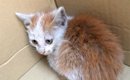赤信号で車を停めていたら、赤ちゃんネコが…嘘かと思うほど素敵な『ま…