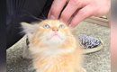エアコン工事中に出会った小さな子猫を保護→1年後…想像以上に大きくな…