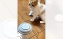 お水の入ったお皿をひっくり返した子猫が、次の瞬間……想定外の『慌て…
