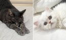 AIで２匹の猫を『擬人化』してもらった結果…予想外の『とんでもない差…