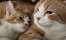 出会って10日目の先住猫と子猫…まるで親子のような『可愛すぎる光景』…