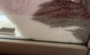 ふと窓を見たら、愛猫が『とんでもない状況』に……可愛すぎる『SOSの光…