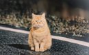 寒い夜、『１匹の野良猫』に声をかけた結果→翌日、『驚きの光景』が………