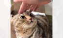 噛んできた猫に『痛いよ』と注意→『立ち去った』と思ったら…可愛すぎ…