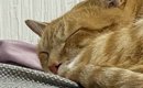 『本当にビックリした』→眠っている猫のそばにあった『まさかのモノ』…