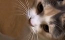 飼い主『思わず2度見したｗ』→目の前にやってきた猫…身に着けていた『…