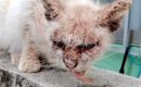 皮膚がボロボロの野良猫を保護→治療開始から『１年』が経つと……涙あふ…