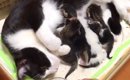 ５匹の赤ちゃん猫に寄り添うお母さん猫→７年経った結果…予想以上に『…