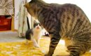 『かつて瀕死だった先住猫』が"似た境遇の子猫"と対面して……