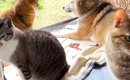 ８匹の猫たちが愛してやまない同居犬→移動すると、一斉に…可愛すぎる…