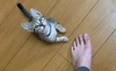 帰宅すると嬉しそうにやって来た保護子猫→次の瞬間…飼い主さんに見せ…