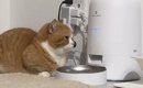 自動給餌器の前でスタンバイしていた猫…ごはんが出てきた瞬間の『まさ…