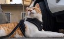 朝５時に目を覚ました元野良猫→日課の散歩に出かけると、大好きなおっ…
