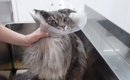 『12.88キロの大型猫』をプロがシャンプーした結果…素敵すぎる『仕上…