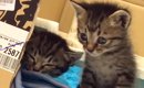 『捨てられていた2匹の赤ちゃん猫』を家族に迎えてから9年…成長の記録…