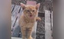 網戸越しに『家の中を覗き込んできた子猫』を家族に迎えた結果…２ヶ月…