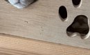 『家に帰ってドアを開けたら…』ネコの可愛すぎる『お出迎えの様子』に…