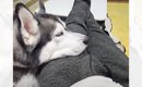 お昼寝している『ハスキー犬』を見ていたら、横から『猫』が…とんでも…
