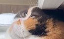 『頭押しつけすぎでは…』窓際にいる猫を見てみると→爆笑必至の光景が1…
