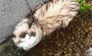 雨の日に溝でうずくまっていた『ずぶ濡れの迷子猫』を発見→迎えた結末…