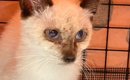 ポツンと雨宿りをしていたガリガリの子猫を保護したら…同じ猫とは思え…