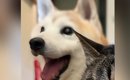 ニコニコ笑顔で座る犬→目の前の『猫の表情』を見ると…対照的すぎる2匹…