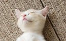 子猫を見たら『思いもよらない姿勢』で眠っていて…まるで人間のような…