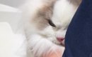 動物病院にやってきた猫→注射の時間になると、『険しい表情』になって…