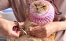 爪切りが大嫌いな猫→果物ネットを使ってみると…思わず笑ってしまう『…