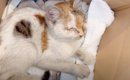 歩道に落ちたボロ雑巾かと思ったら……うずくまっていた猫との出会いと…