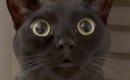 見つめてきた黒猫→『まさかの座り方』で…飼い主さんを爆笑させた『衝…