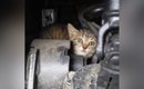 トラックの『エンジンルームの中にいた子猫』を保護した結果…可愛すぎ…