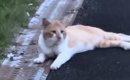 亡き愛猫の三回忌に『そっくりな野良猫』と出会った結果…運命的な出会…