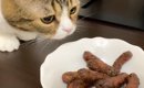 トイレ直後の猫のまえで『かりんとう』を食べた結果…爆笑リアクション…