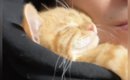 寒い日、子猫が『暖を取る場所』として選んだのは……『幸せすぎる瞬間…