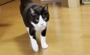 ママとパパが交互に『猫の名前』を呼んだ結果…可愛すぎる反応に癒され…